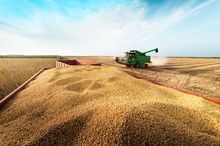Soja GMO Origem Brasil