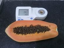 Papaya formosa para exportación