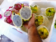 Pitaya Dourado Vermelho e Amarelo