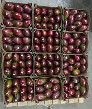 Mango Palmer - Calidad Exportación