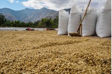 Café Verde de Alta Calidad de Brasil