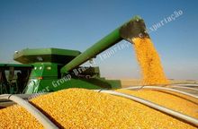 360Pro: Maíz GMO Estándar Exportación – Disponibilidad Inmediata para Su Negocio