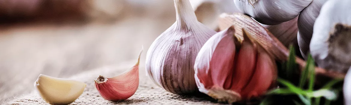 Garlic Suppliers and Wholesalers