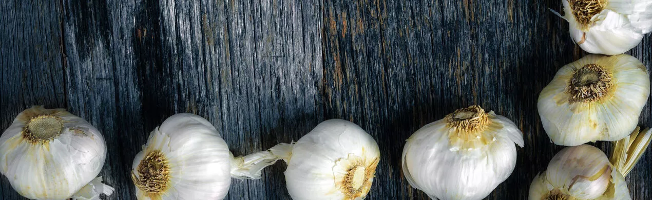 Fornecedores de Alho para Exportação e Importação