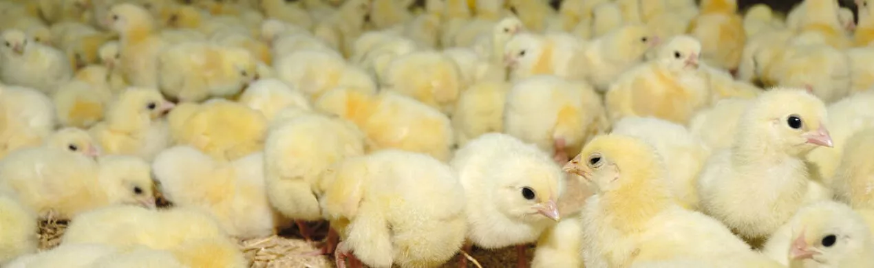 Hatching Eggs & Broiler Chicks