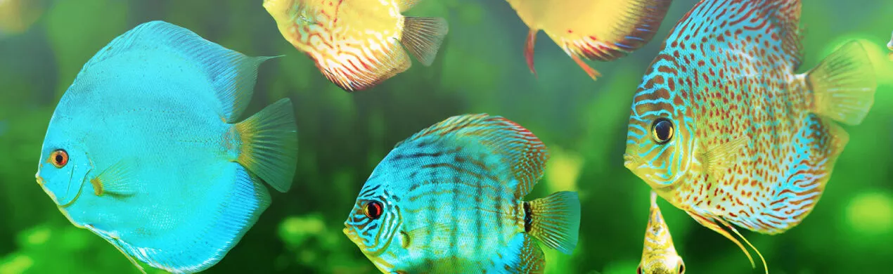 Wholesale Ornamental Fish Suppliers, Tropical Fish and Exotic Fish for Sale 