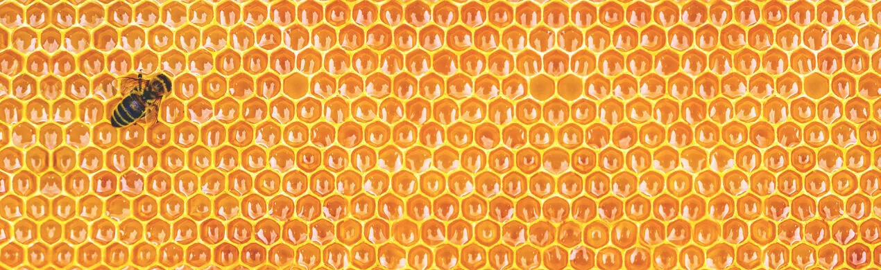Proveedores de miel y propóleos, Comercio al por mayor de miel y propóleos, miel y propóleos a granel