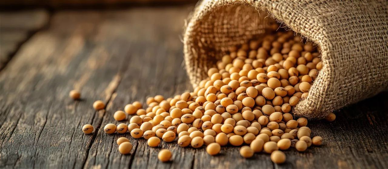 大豆供应商 - Soybean Suppliers