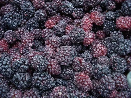 Qingdao Harthn Ritune Corp Ltd Moras Congeladas B2brazil