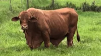 pacificcattle