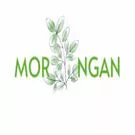 moringa2