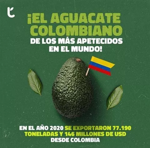 Aguacate Hass Colombiano | BP Trade Portal