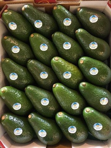 Aguacate fresco | B2Argentina