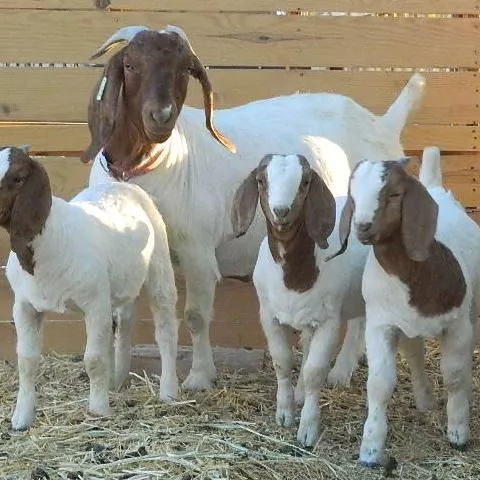 Ganado Boer Cabras Ovejas Vivas y Cabras Vivas B2Chile