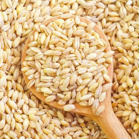 Grano, trigo – blanco duro – 1 onza ~ 500 semillas – Triticum aestivum –  sin OMG, polinizado abierto – grano de granja y jardín – almacenamiento de