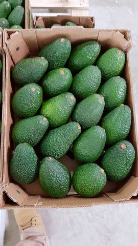 Aguacate Hass (Palta) | B2Brazil