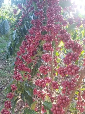 Robusta Amazônico – Cultivar híbrida de café - BRS 1216 - Portal Embrapa