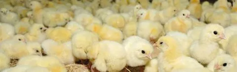 Hatching Egg & Broiler Chick Suppliers