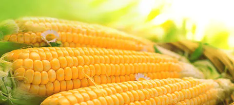 来自巴西的玉米 - Brazilian Corn