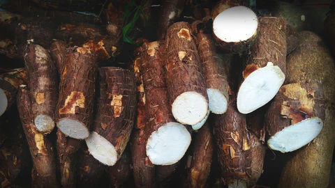Cassava Planters