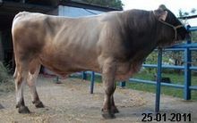 AGROINDUSTRIAL EL PADROTE ca