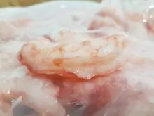 SD GLOBAL OPPORTUNITIES LLC