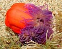 Anemone Tentacle longa