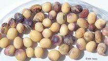  Soybean Seeds 