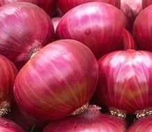 Fresh Onion