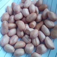 Groundnut (peanuts)