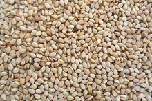 Sesame seeds for sale