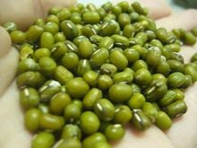 New Crop Green Mung Bean