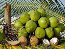 Green Coconut and Dry Coconut