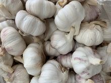 Garlic supplier