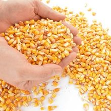 We sell export-type corn!