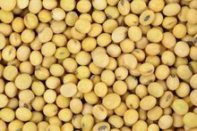 Soybean, NON GMO; soy non ogm