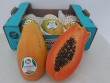 Papaya formosa