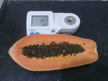 Papaya formosa for export