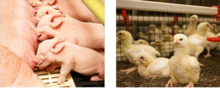 Nutrición y producción de proteína animal 