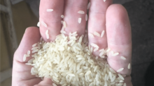 DIFFERENT TYPES OF RICE AT THE BEST PRICES