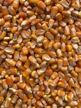 转基因玉米优惠 / GMO Corn Offer