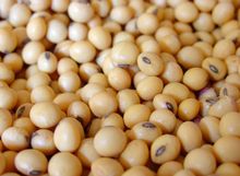 End of Year Offer! Bulk soy. origin: Brazil. excellent quality