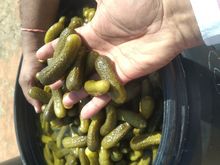 Exporter of pickled gherkins