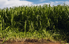 Semillas de Pasto - Dunamis, un Producto Único de Milagro Agro Brasil