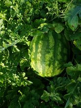 Discover the Sweetness: Manchester Watermelons from Portal do Agro