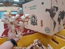 Fresh Ginger from Dom Marco Farm - Premium Quality