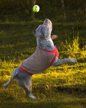 Increase your sales with ecological pet clothing!  Assorted, sustainable and excellent cost-benefit products to attract