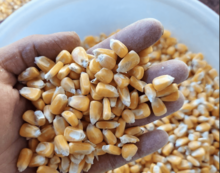 Offer of GMO Yellow Corn
