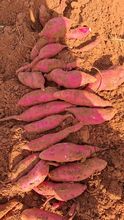  Fresh Vegetables Offer: Pumpkin, Sweet Potato, Ginger, Turmeric, and Yam - FOB Santos Prices