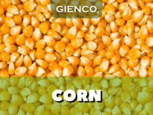 Oferta de Milho Amarelo Non-GMO para Alimentação Humana – Qualidade Premiu